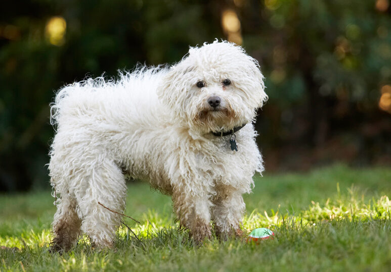 Ball, Bolognese, Dog, Dogs, Oscar, Play, Playing, Playtime