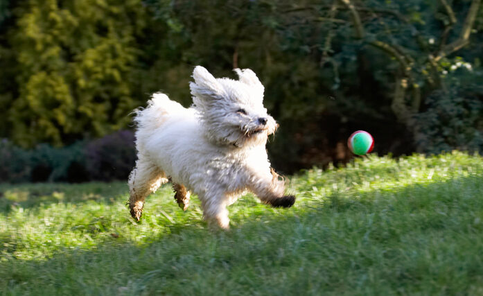 Ball, Bolognese, Dog, Dogs, Lulu, Oscar, Play, Playing, Playtime, Run, Running