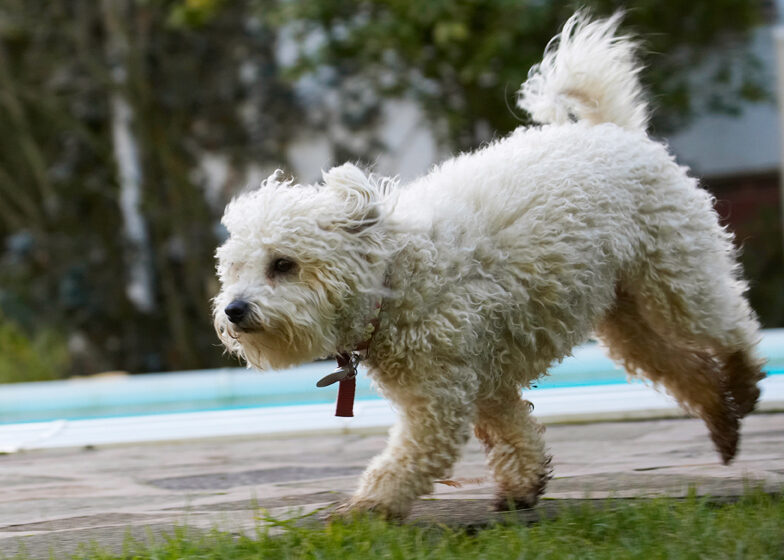 Bolognese, Dog, Dogs, Lulu, Play, Playing, Playtime, Run, Running