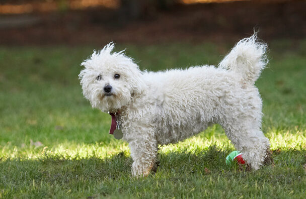 Ball, Bolognese, Dog, Dogs, Lulu, Play, Playing, Playtime
