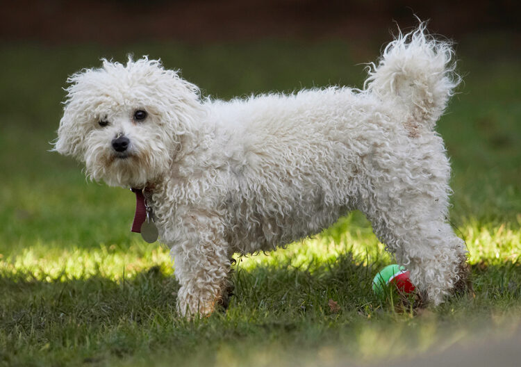 Ball, Bolognese, Dog, Dogs, Lulu, Play, Playing, Playtime, Stand, Standing