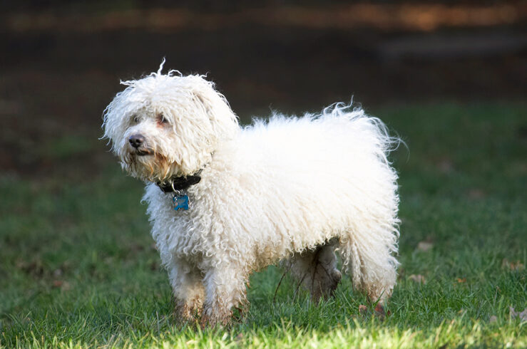 Bolognese, Dog, Dogs, Oscar, Play, Playing, Playtime, Stand, Standing