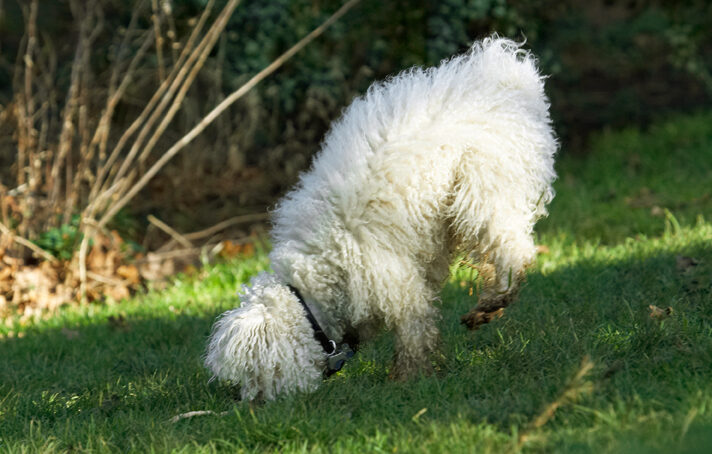 Bolognese, Dog, Dogs, Oscar, Play, Playing, Playtime, Stick