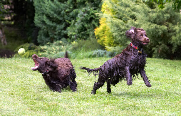 Cocker Spaniel, Dog, Dogs, Fizzy, Play, Playing, Poppy, Run, Running, Spaniels