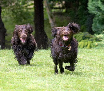 Cocker Spaniel, Dog, Dogs, Fizzy, Play, Playing, Poppy, Run, Running, Spaniels
