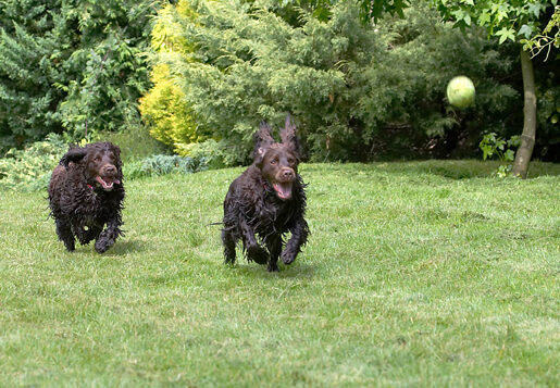 Ball, Cocker Spaniel, Dog, Dogs, Fizzy, Play, Playing, Poppy, Run, Running, Spaniels