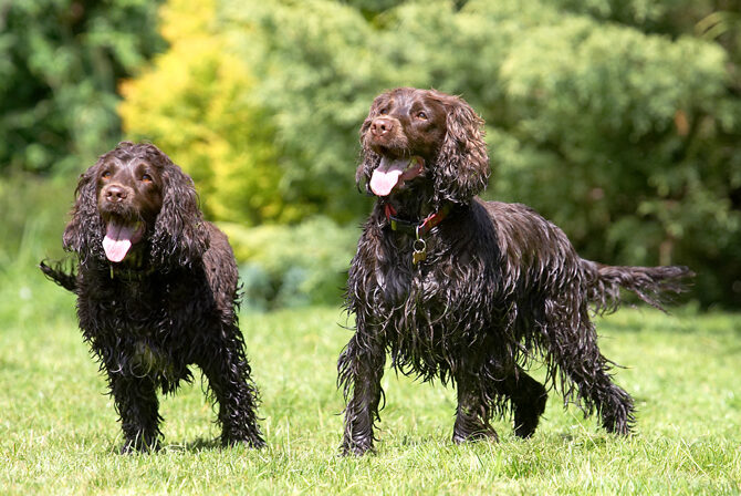 Cocker Spaniel, Dog, Dogs, Fizzy, Play, Playing, Poppy, Run, Running, Spaniels, Tongue