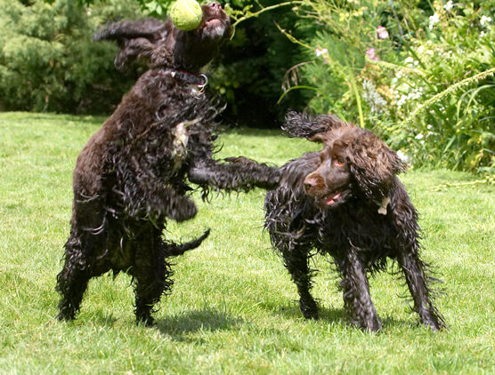 Cocker Spaniel, Dog, Dogs, Fizzy, Play, Playing, Poppy, Run, Running, Spaniels
