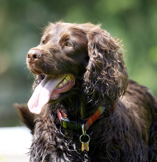 Cocker Spaniel, Dog, Dogs, Fizzy, Play, Playing, Poppy, Spaniels, Tongue