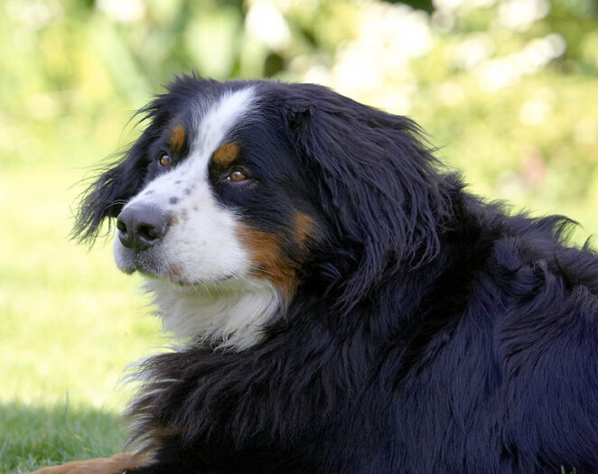Bernese Mountain Dog, Digby, Dog, Dogs, Play, Playing
