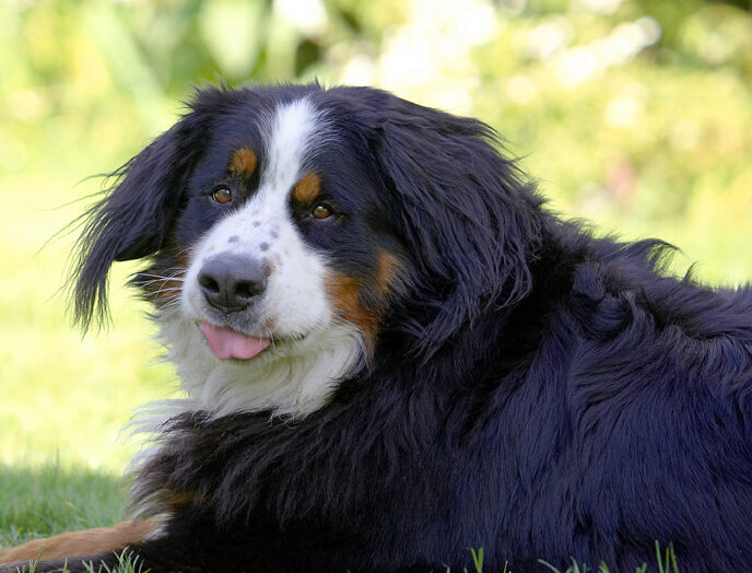 Bernese Mountain Dog, Digby, Dog, Dogs, Play, Playing, Tongue