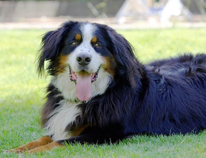Bernese Mountain Dog, Digby, Dog, Dogs, Play, Playing, Tongue