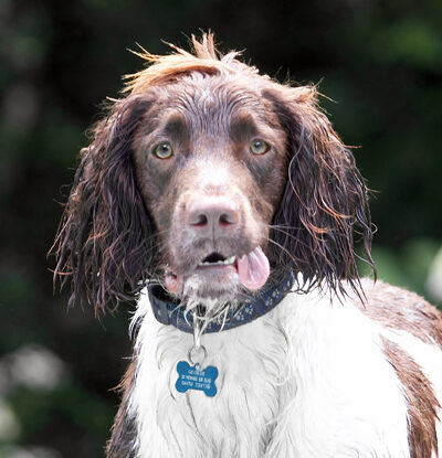 Dog, Dogs, George, Spaniels, Springer Spaniel, Tongue