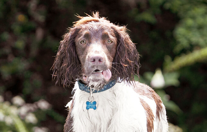 Dog, Dogs, George, Spaniels, Springer Spaniel, Tongue