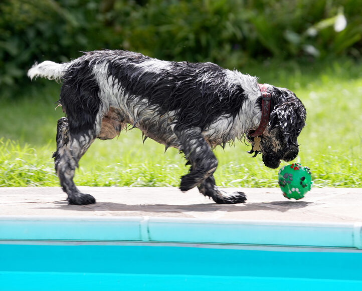 Ball, Charlie, Cocker Spaniel, Dog, Dogs, Spaniels, Tongue