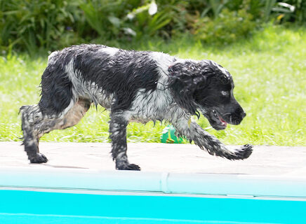 Ball, Charlie, Cocker Spaniel, Dog, Dogs, Spaniels, Tongue