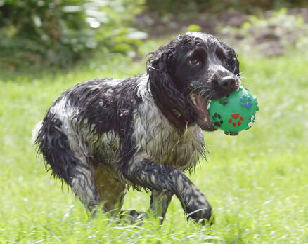 Ball, Charlie, Cocker Spaniel, Dog, Dogs, Spaniels, Tongue