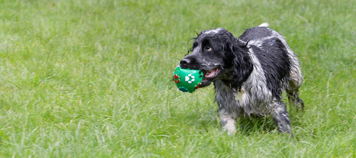 Ball, Charlie, Cocker Spaniel, Dog, Dogs, Spaniels, Tongue
