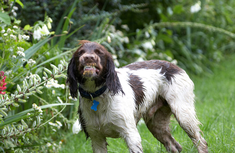 Dog, Dogs, George, Spaniels, Springer Spaniel, Tongue
