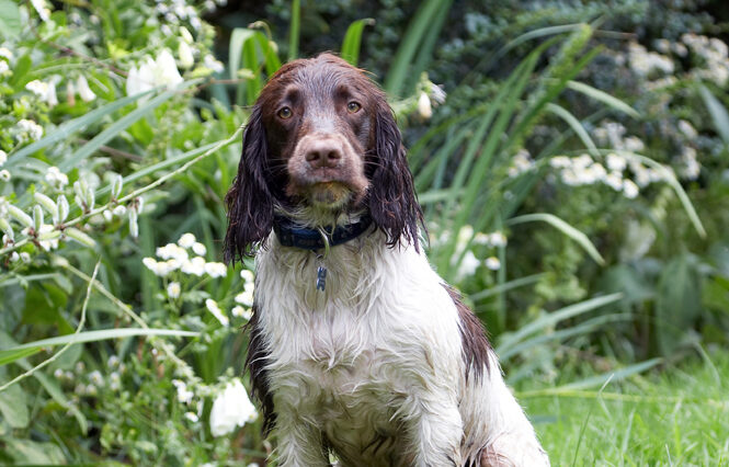 Dog, Dogs, George, Spaniels, Springer Spaniel, Tongue