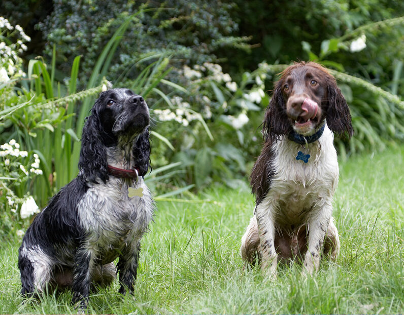 Charlie, Cocker spaniel, Dog, Dogs, George, Spaniels, Springer Spaniel, Tongue