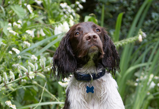 Dog, Dogs, George, Spaniels, Springer Spaniel, Tongue