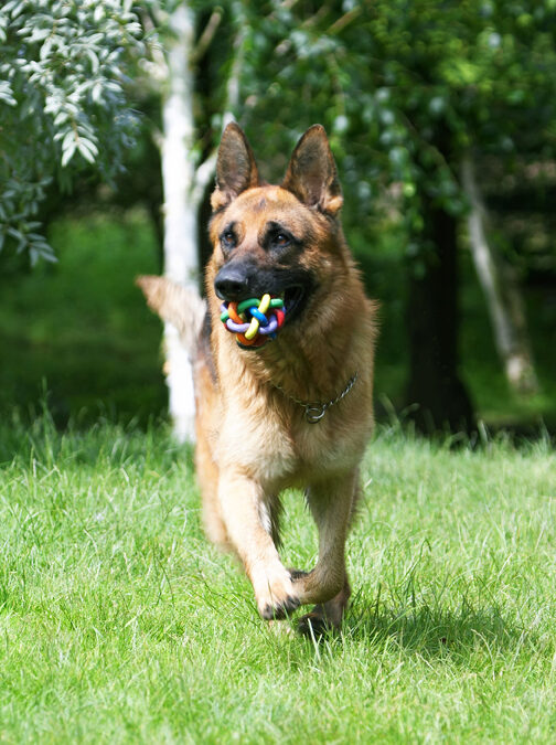 Alsatian, Dog, Dogs, Enoch, German Shepherd, Tongue