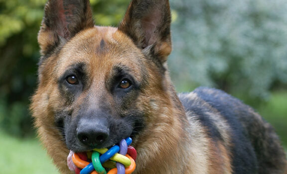Alsatian, Dog, Dogs, Enoch, German Shepherd, Tongue