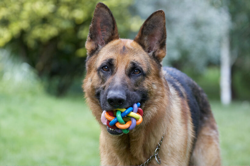 Alsatian, Dog, Dogs, Enoch, German Shepherd, Tongue