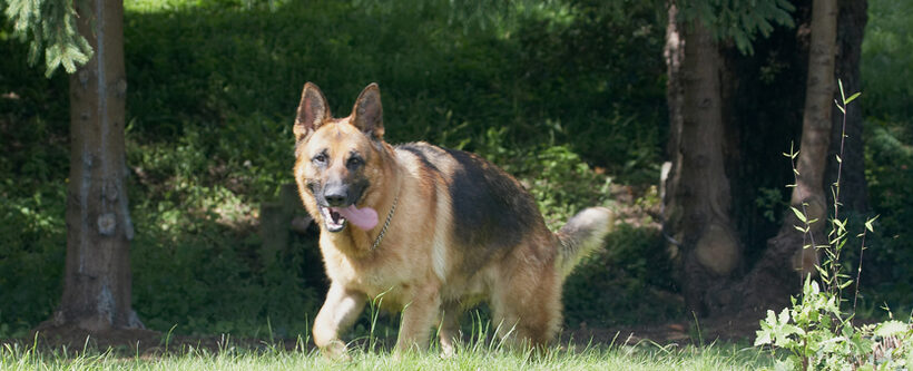 Alsatian, Dog, Dogs, Enoch, German Shepherd, Tongue
