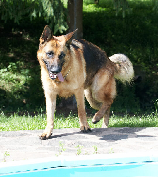 Alsatian, Dog, Dogs, Enoch, German Shepherd, Tongue