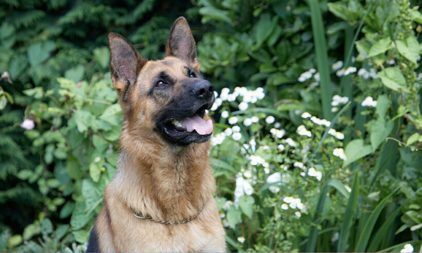 Alsatian, Dog, Dogs, Enoch, German Shepherd, Tongue