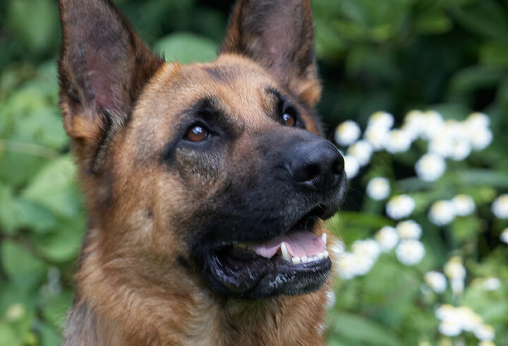 Alsatian, Dog, Dogs, Enoch, German Shepherd, Tongue
