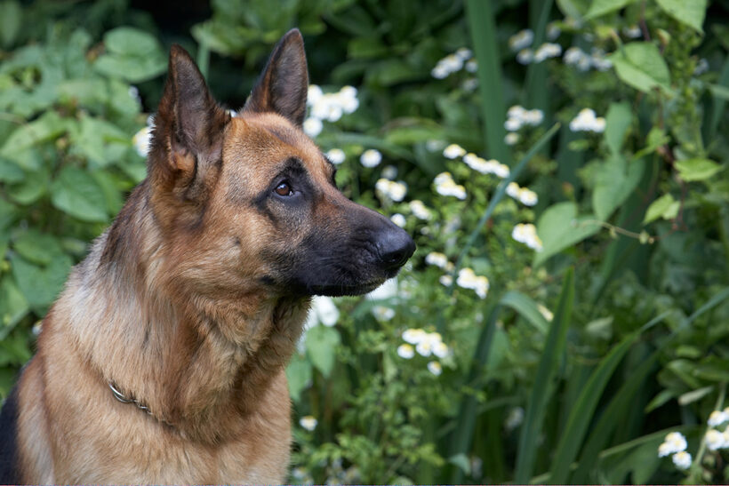 Alsatian, Dog, Dogs, Enoch, German Shepherd, Tongue