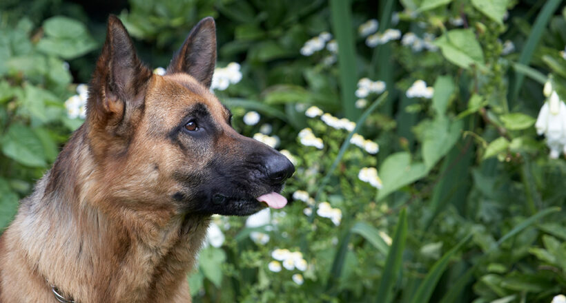 Alsatian, Dog, Dogs, Enoch, German Shepherd, Tongue