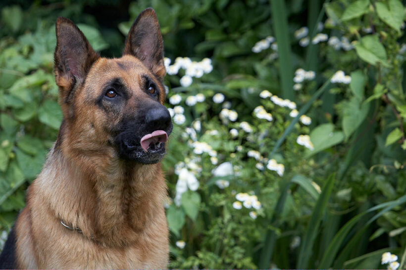 Alsatian, Dog, Dogs, Enoch, German Shepherd, Tongue