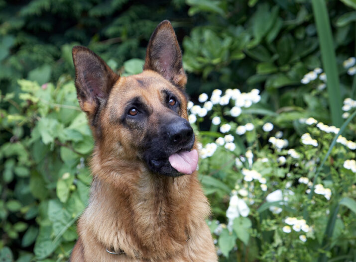 Alsatian, Dog, Dogs, Enoch, German Shepherd, Tongue