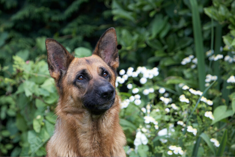 Alsatian, Dog, Dogs, Enoch, German Shepherd, Tongue