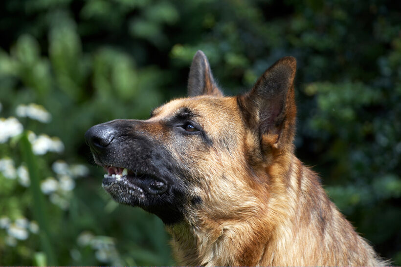 Alsatian, Dog, Dogs, Enoch, German Shepherd, Tongue