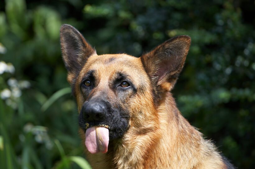 Alsatian, Dog, Dogs, Enoch, German Shepherd, Tongue