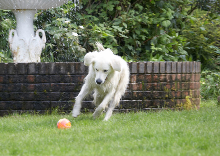 Ball, Dog, Dogs, Golden Retriever, Retrievers, Tia, Tongue