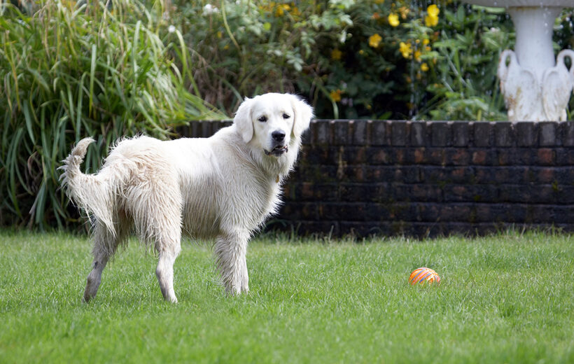 Ball, Dog, Dogs, Golden Retriever, Retrievers, Tia, Tongue