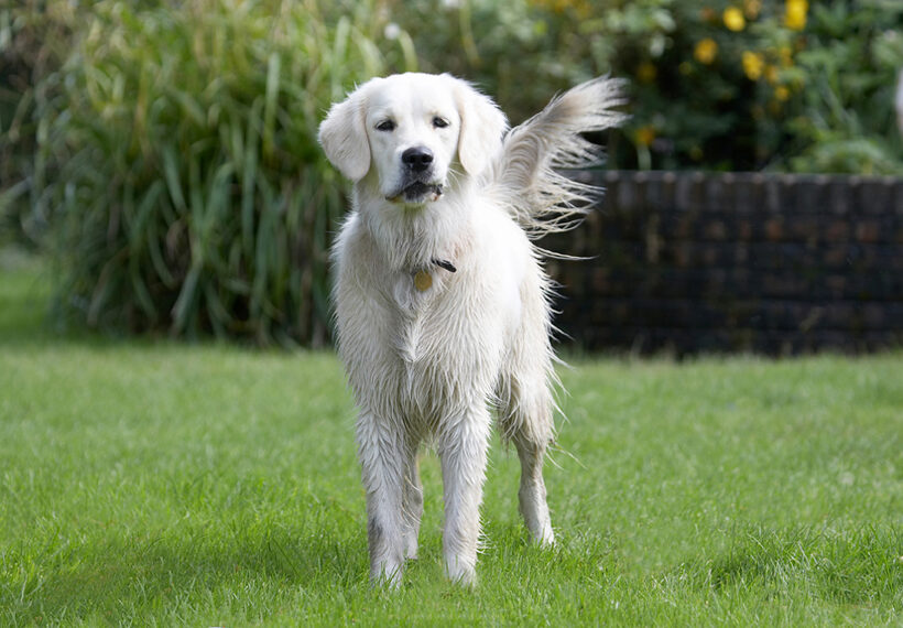 Ball, Dog, Dogs, Golden Retriever, Retrievers, Tia, Tongue