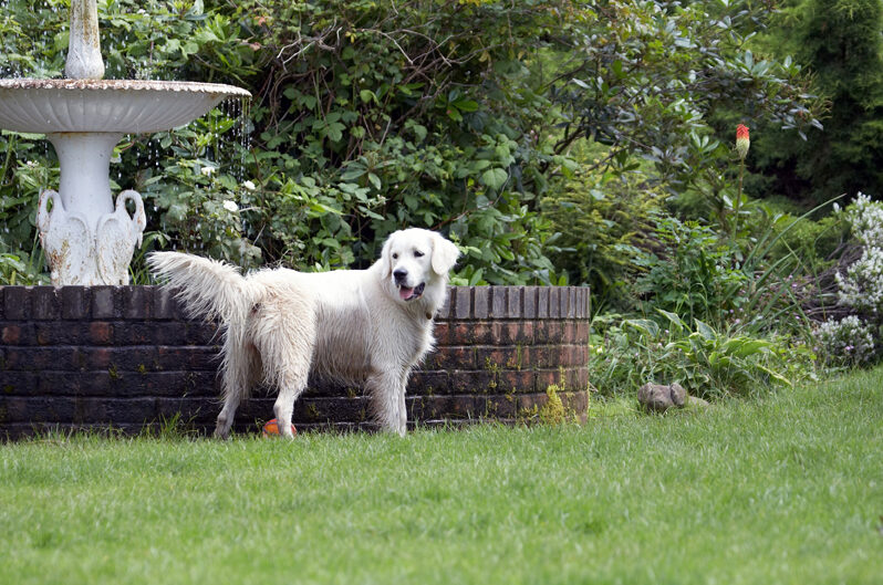 Ball, Dog, Dogs, Golden Retriever, Retrievers, Tia, Tongue