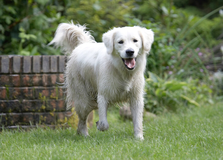 Ball, Dog, Dogs, Golden Retriever, Retrievers, Tia, Tongue