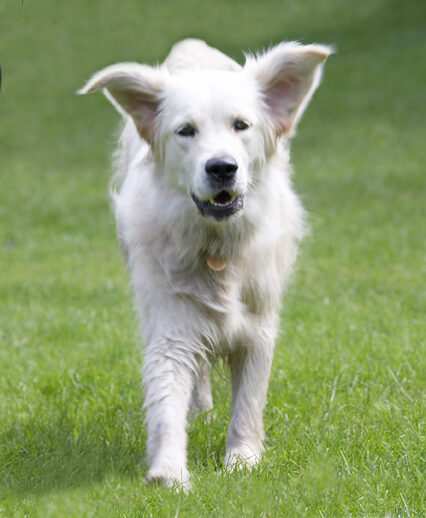 Ball, Dog, Dogs, Golden Retriever, Retrievers, Tia, Tongue