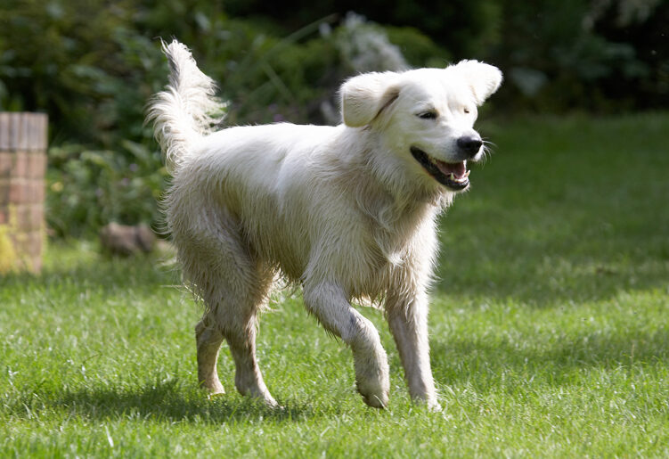 Ball, Dog, Dogs, Golden Retriever, Retrievers, Tia, Tongue