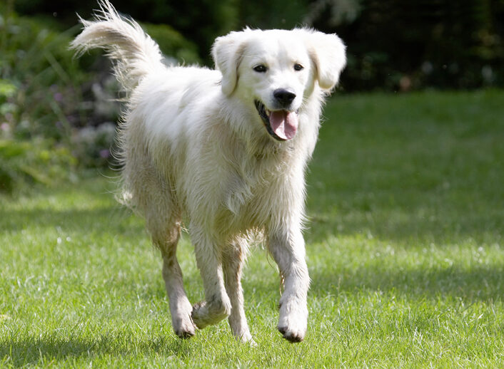 Ball, Dog, Dogs, Golden Retriever, Retrievers, Tia, Tongue