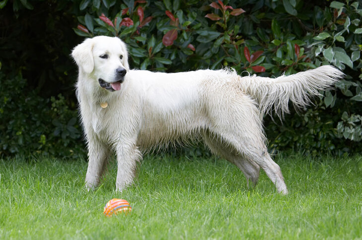 Ball, Dog, Dogs, Golden Retriever, Retrievers, Tia, Tongue