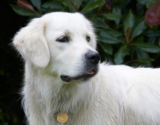 Ball, Dog, Dogs, Golden Retriever, Retrievers, Tia, Tongue